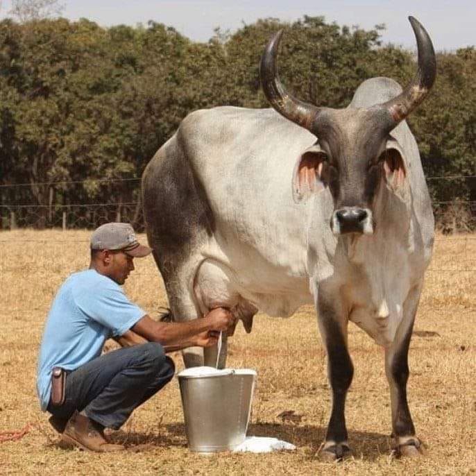 Produção de leite no Acre cresce 1,8%, aponta Pesquisa da Pecuária Municipal do IBGE