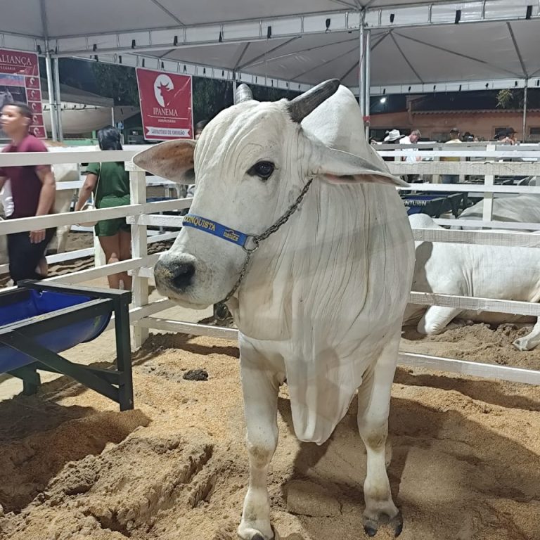 Genebra, a Vaca Nelore de quase 1 tonelada, é destaque na ExpoSena