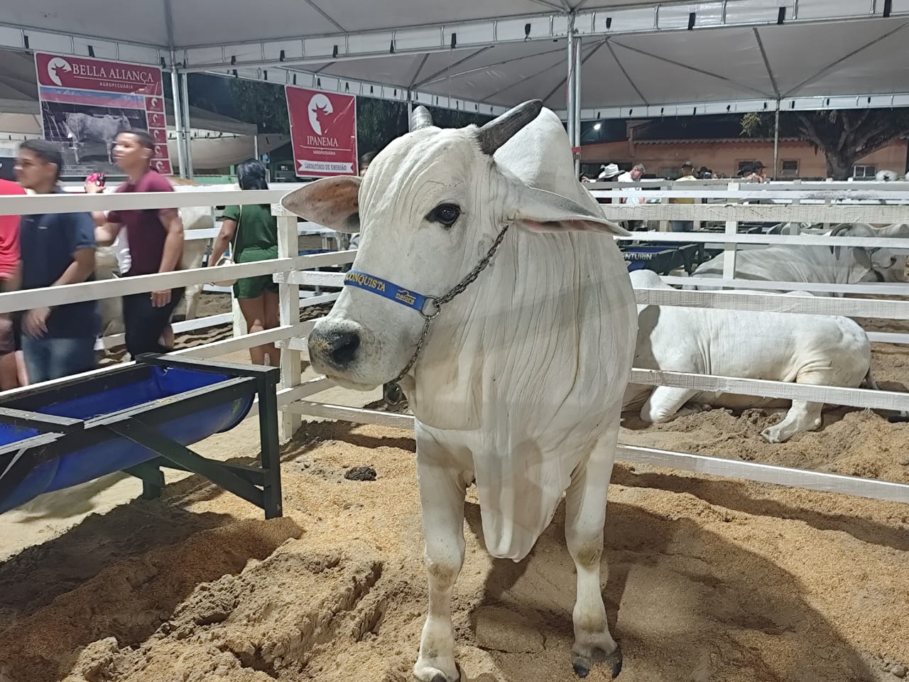 Genebra, a Vaca Nelore de quase 1 tonelada, é destaque na ExpoSena