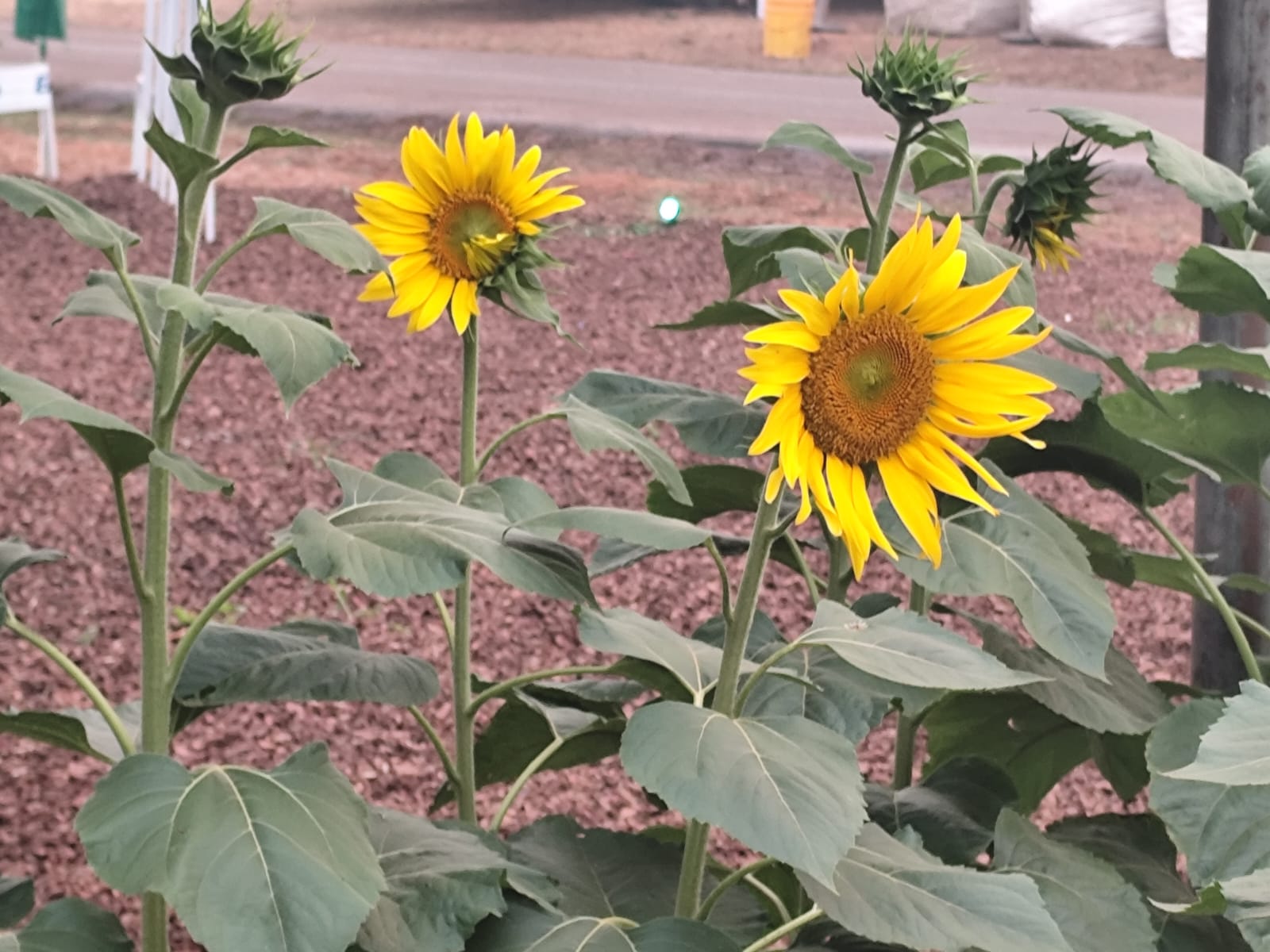 Primavera chega no Acre e traz oportunidades para o plantio: Saiba o que cultivar