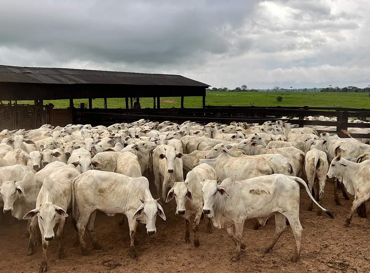 Com crescimento de 4,9%, Acre tem mais de 8 milhões de cabeças de gado