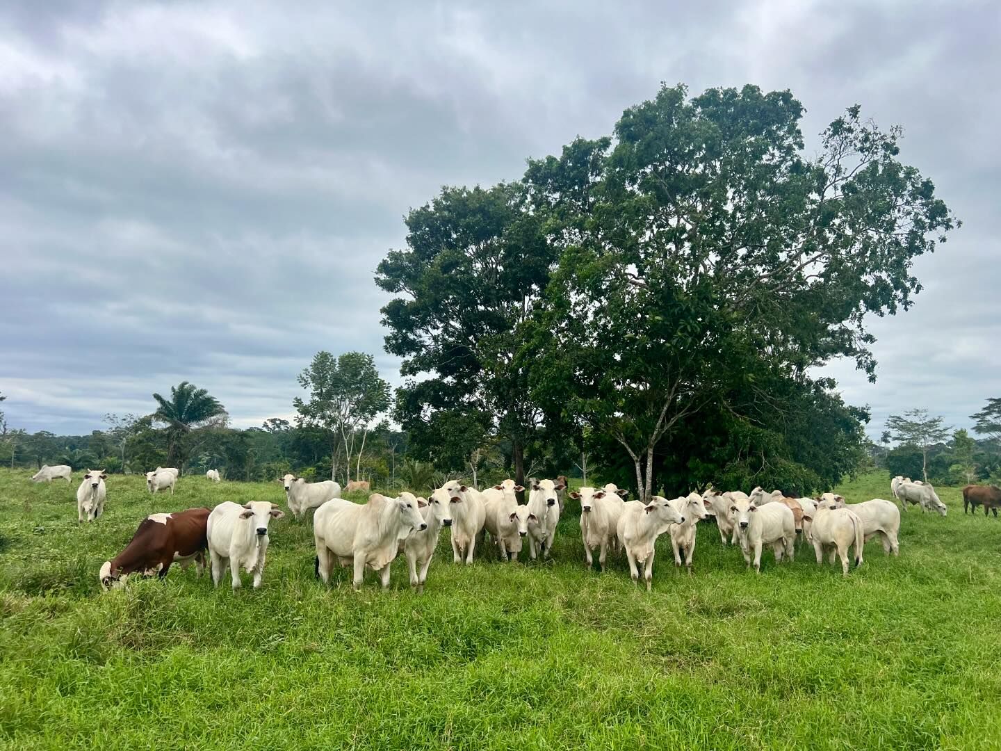 Setor da agropecuária no Acre fechou agosto com saldo negativo no número de empregos