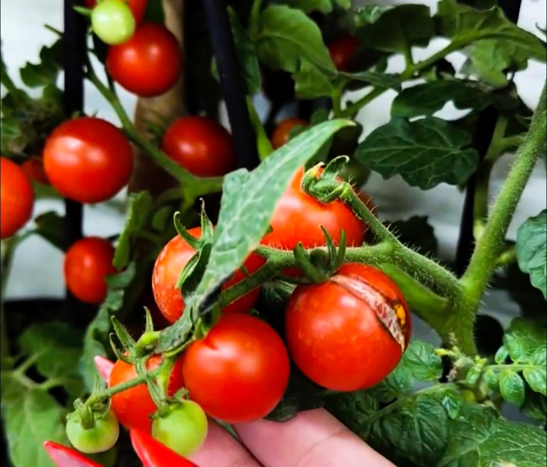 Preço do tomate subiu 4,32% em Rio Branco, aponta boletim da Conab