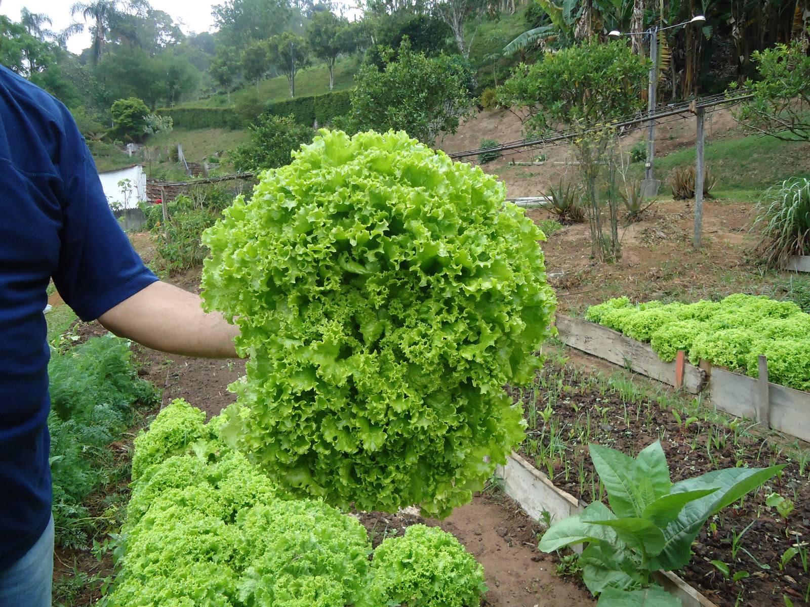 Queda no valor da alface foi de 9,89% em Rio Branco, informa Boletim Hortigranjeiro