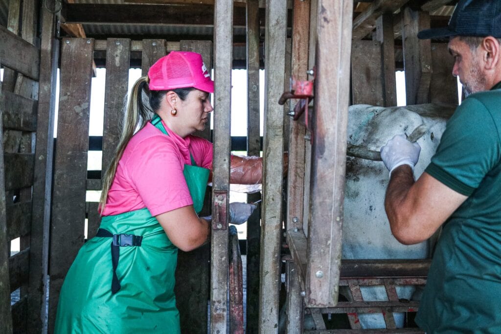 No Juruá, programa Insemina+ é lançado para beneficiar produtores rurais