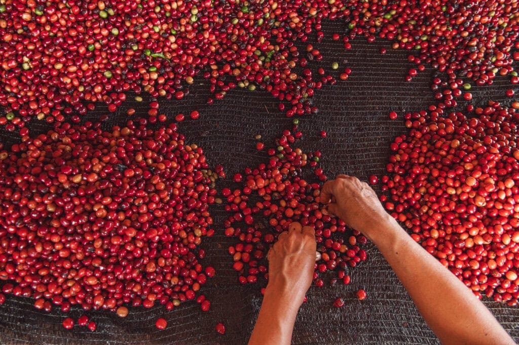 2° QualiCafé – Cerimônia ocorre, hoje, em novo horário: Premiações para o 1° ao 4° lugar são divulgadas