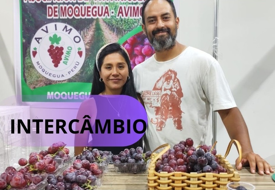 Vitivinicultores peruanos querem ganhar o mercado acreano com uvas gigantes e muito doces