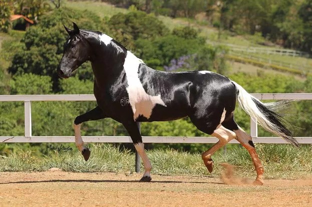 Comissão da Câmara aprova incentivos para a internacionalização de cavalos Mangalarga Marchador