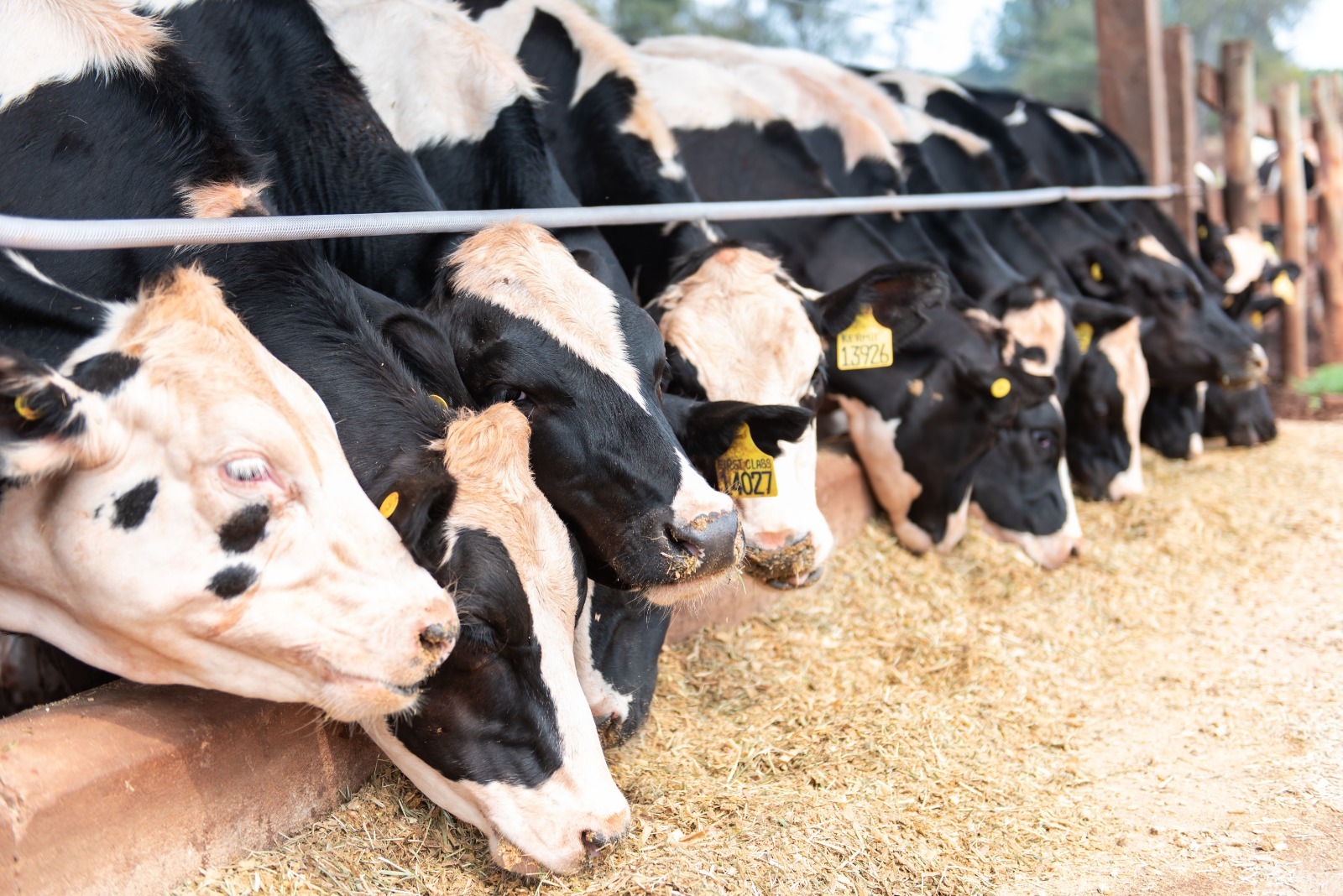 Período de transição das vacas leiteiras impõe desafios nutricionais aos pecuaristas