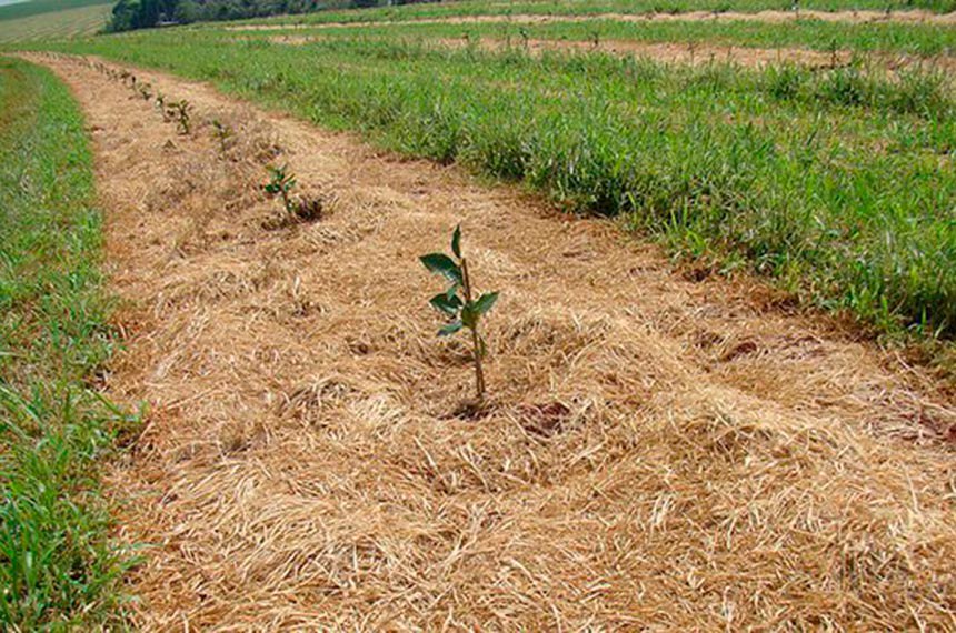 Comissão do Senado vota mais recursos para crédito à agricultura familiar