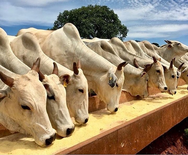 Comissão aprova fundo nacional para financiar ações de defesa agropecuária