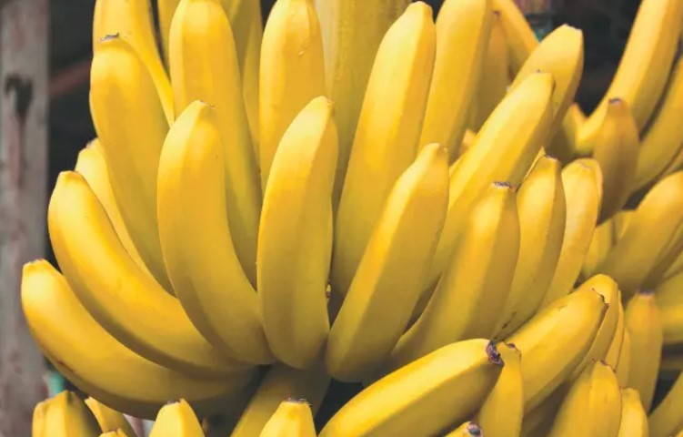 Banana despenca nos preços em outubro, mas Acre domina oferta entre 18 estados