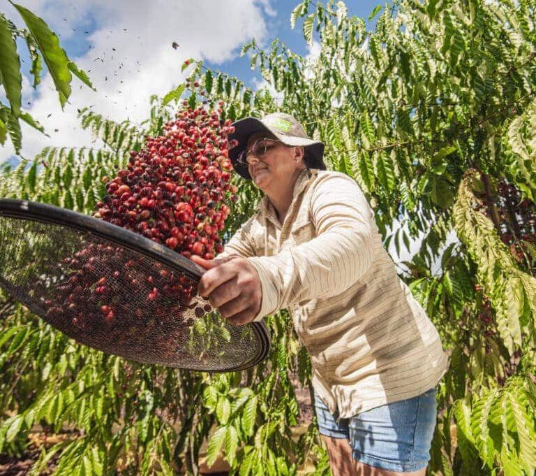 Brasileia recebe, na sexta-feira (22), 1º Painel Participativo da Cafeicultura do Acre