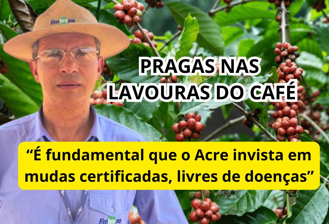 A importância da certificação de mudas e o controle das doenças na cafeicultura acreana