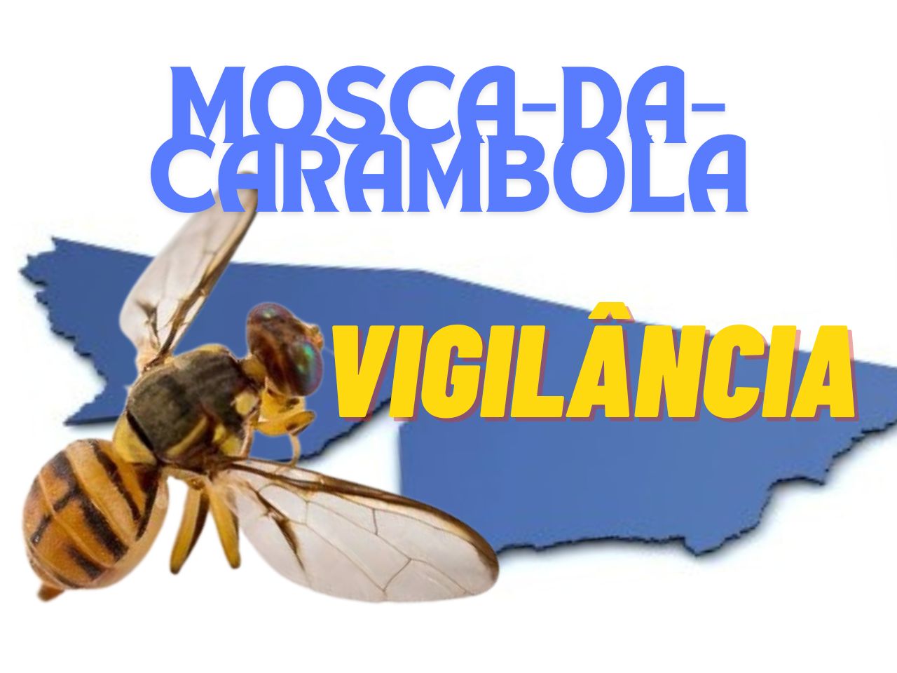 Acre não registra casos de Mosca-da-Carambola, mas mantém 40 pontos de vigilância em 18 cidades