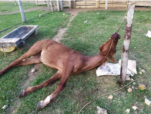 Comissão analisa criação de Delegacias de Proteção Animal em todo o Brasil 