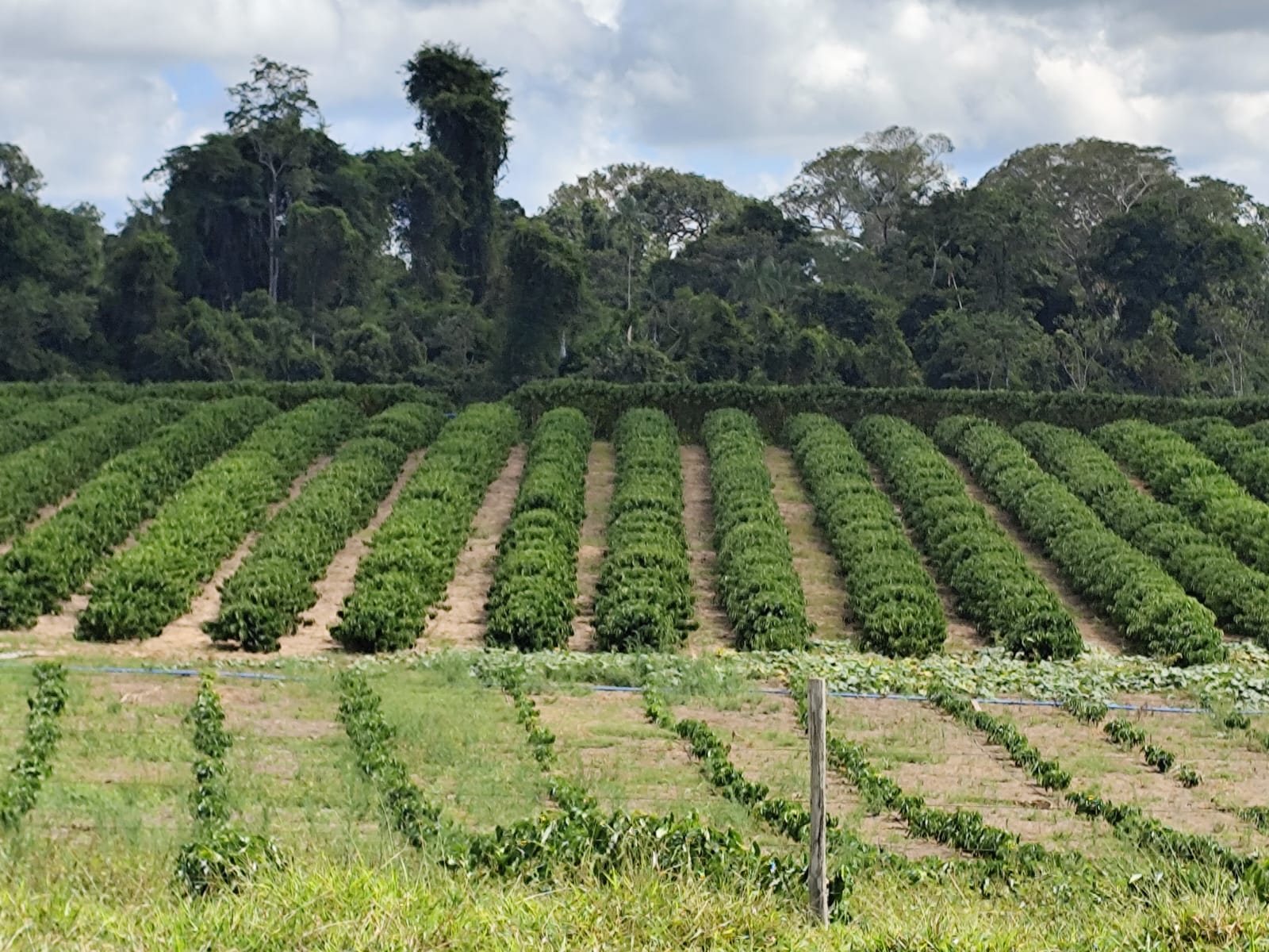 Agro Com Elas e Sebrae realizam, neste sábado em Acrelândia, 1º Painel Participativo da Cafeicultura