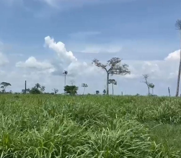 Início do período das chuvas: 4 motivos para fazer o controle de plantas daninhas na pastagem