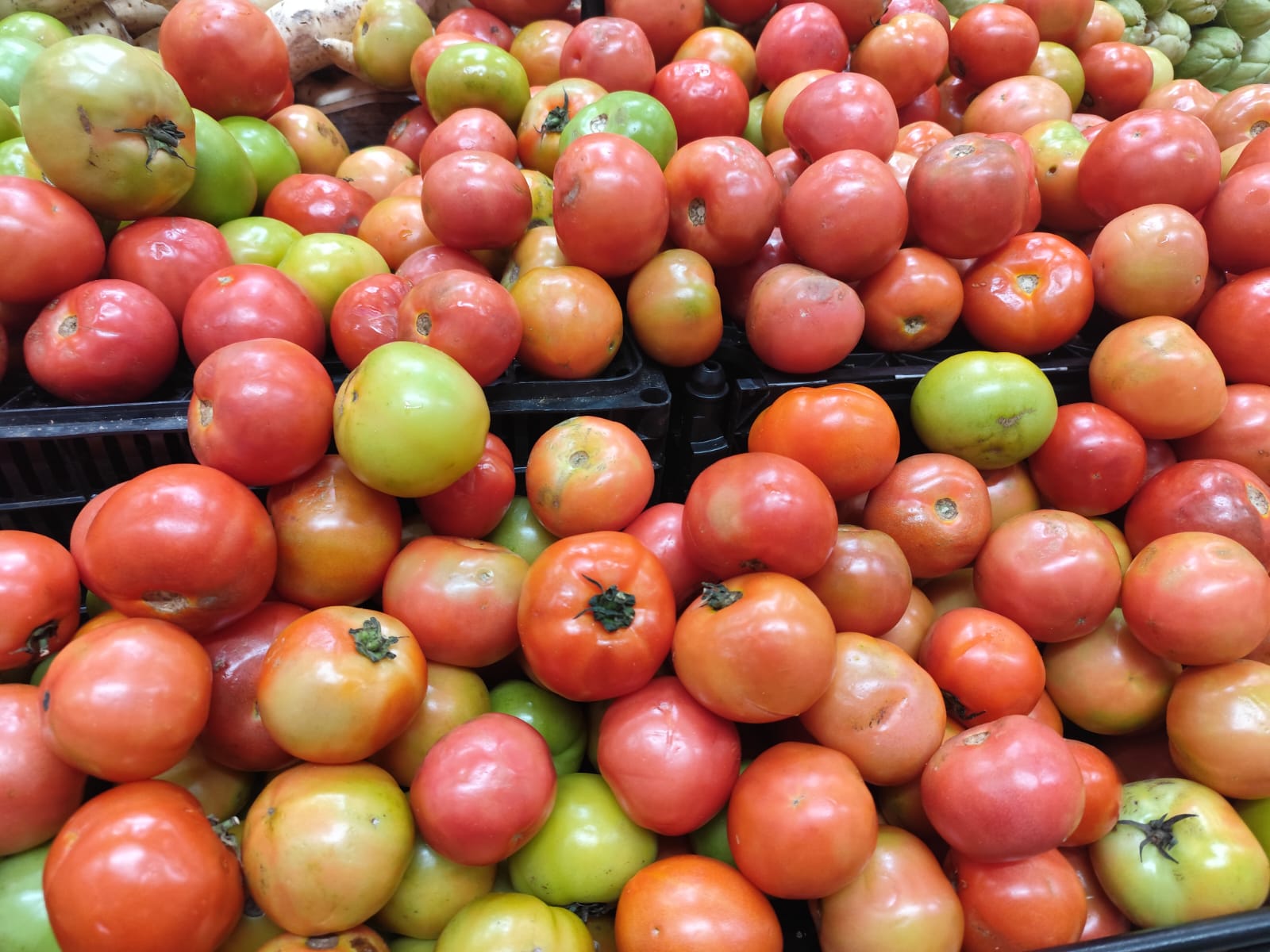 Após queda devido à oferta, preço do tomate registra alta expressiva no Acre