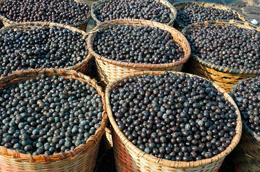 Açaí do Acre segue na lista com bônus de desconto do Pronaf