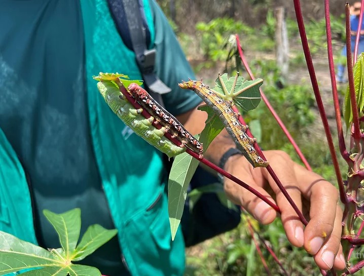 Praga da Mandarová, que ataca roçados de mandioca, pauta “Dia de Campo” em Cruzeiro do Sul