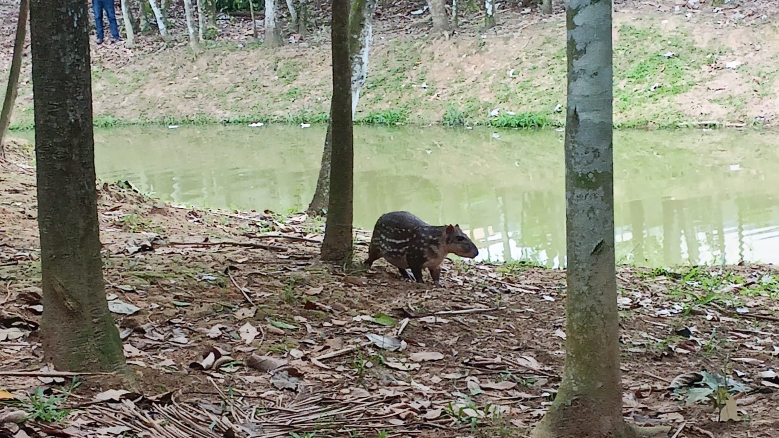 Visitante registra paca andando livremente a beira do lago no Horto Floresta