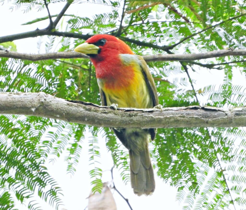 Experiência turística de observação de aves no Acre é pré-selecionada em projeto da Embratur