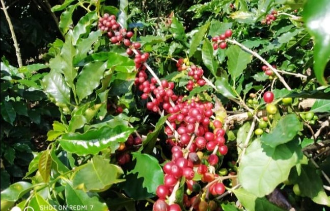 Preços do café atingem recorde histórico no Brasil  