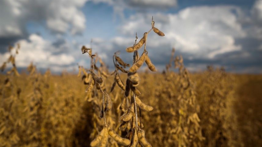 Acre registra aumento na área plantada com soja, mas produtividade apresenta leve queda, aponta Conab