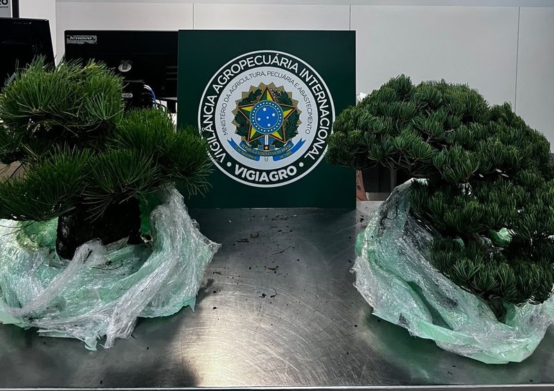 Auditores fiscais federais agropecuários apreendem bonsais em aeroporto