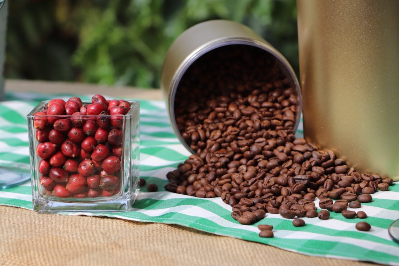 Rondônia institui, via lei, “Dia do início da colheita de café Robustas Amazônicos”