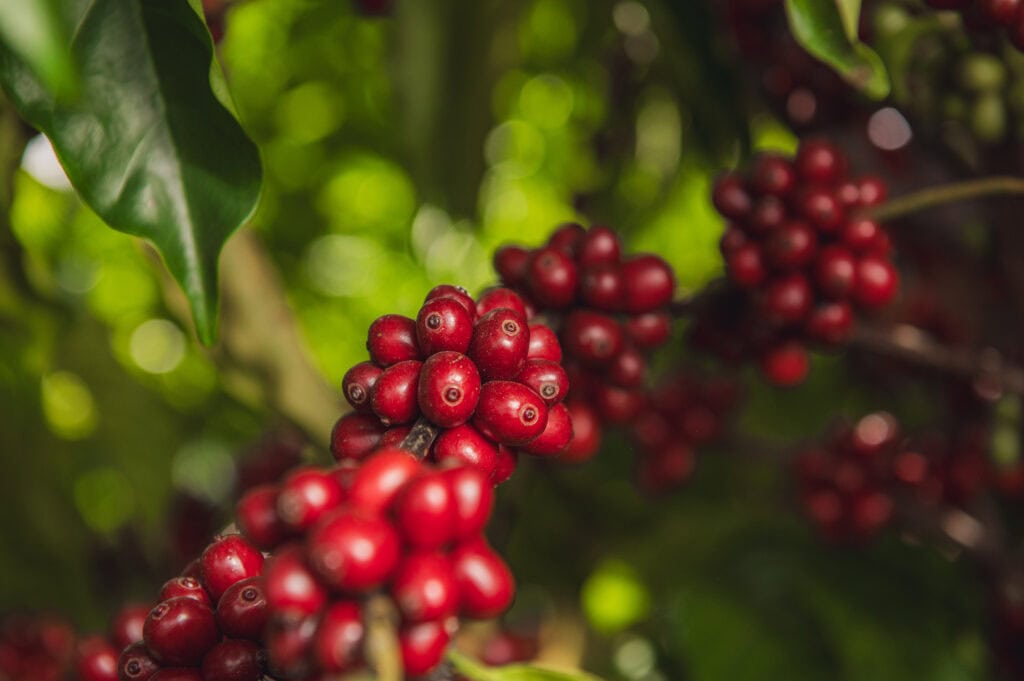 Safra de café despenca no Brasil, e Acre segue sem entrar no mapa da cafeicultura nacional