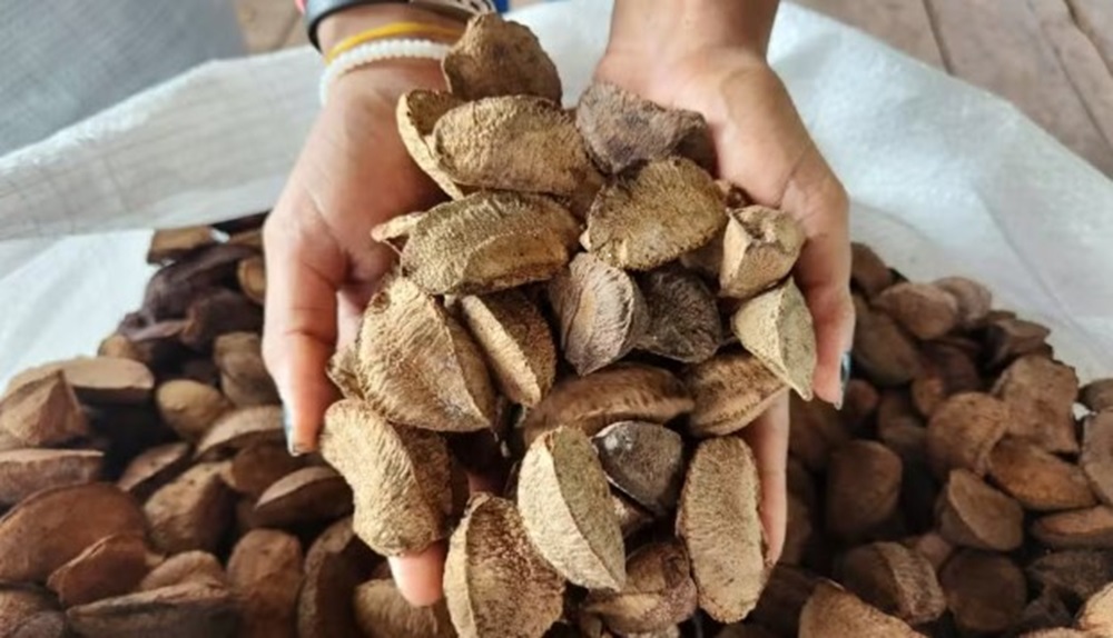 Concorrência provoca aumento no preço da lata da castanha em Sena Madureira: R$ 120