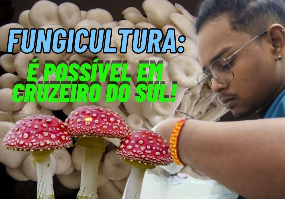 Estudo aponta cogumelos perfeitos para produção nas terras de Cruzeiro do Sul