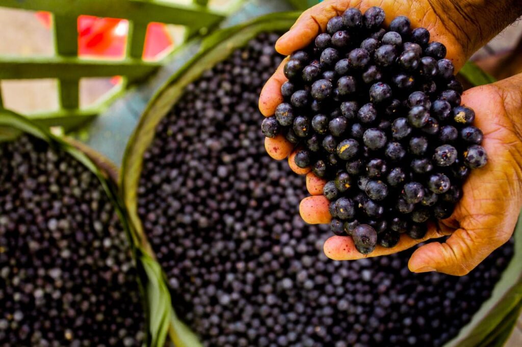 Em janeiro e fevereiro, bônus de 17,83% via Pronaf para produtores de Açaí no Acre