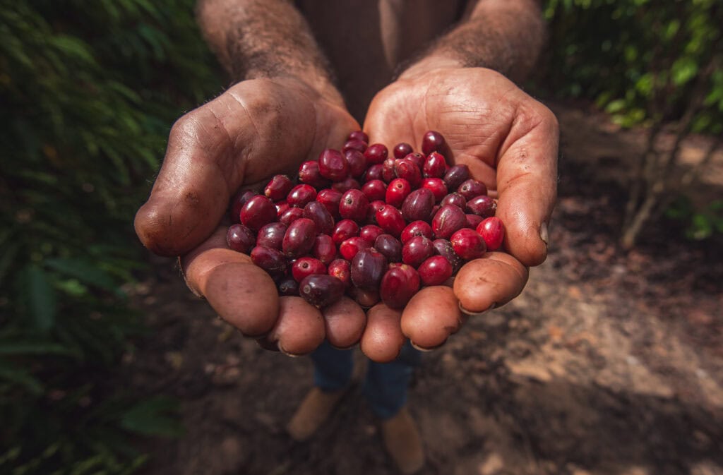 Produtores rurais de todo o estado participam do curso de cafeicultura oferecido via online