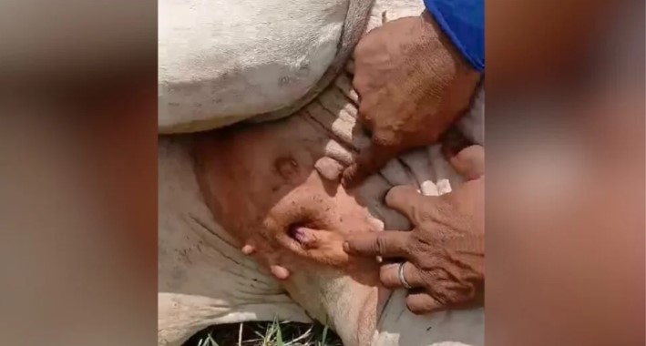 Novilha com testículo e vagina chama a atenção de curiosos no Acre