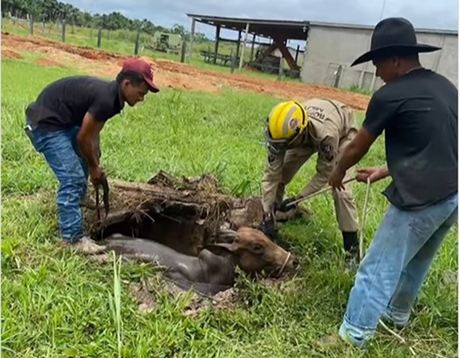 Bombeiros de Feijó resgatam garrote que caiu em fossa: Animal teve leves ferimentos