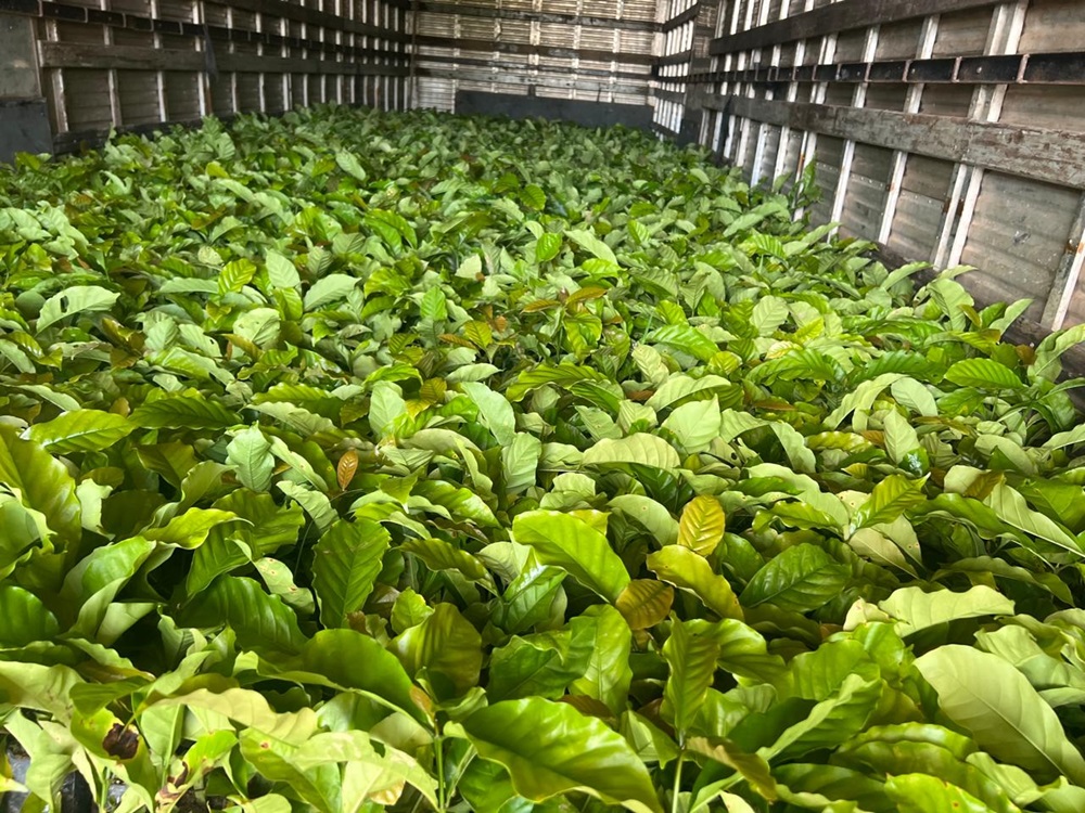 Xapuri acelera distribuição de mudas de café e fortalece agronegócio local