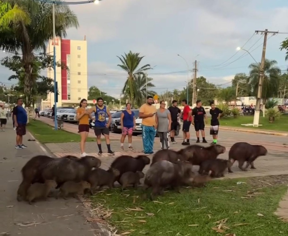 Vídeo: Família de capivaras passeia livremente em Rio Branco e encanta internautas