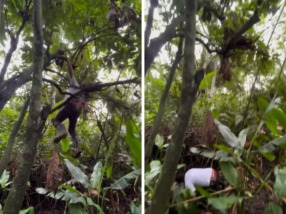 Vídeo: Secretário de Produção do Jordão despenca de pé de cacau durante gravação