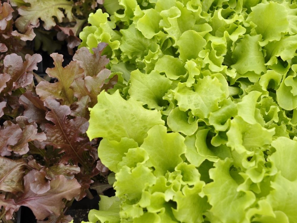 Produção de alface despenca no Acre e acende alerta no mercado