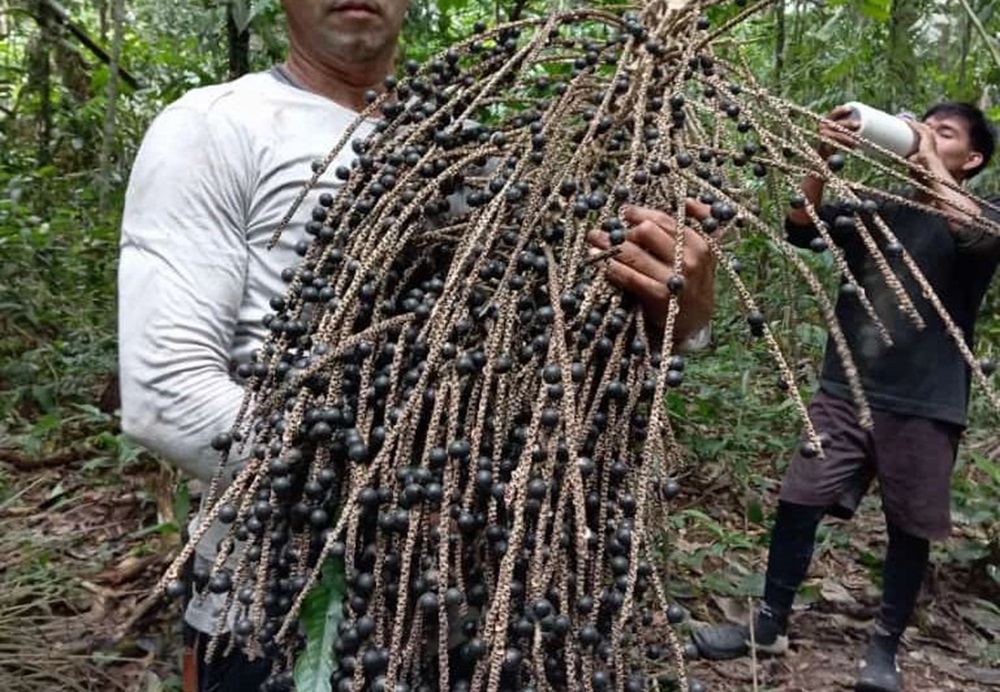 Produtores de açaí do Acre receberão bônus de 16,09% no Pronaf por queda no preço da fruta