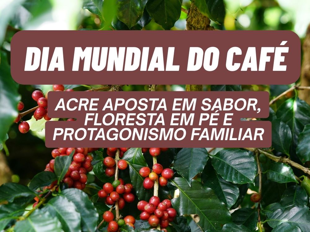 Acre desafia o impossível: como o café plantado entre rios e floresta virou símbolo de economia?