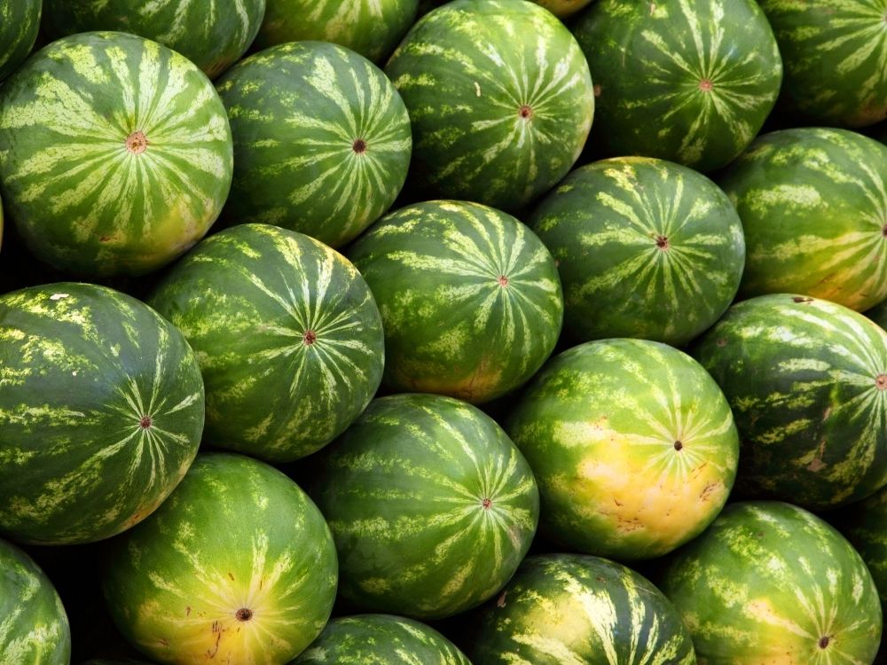 Ceasa Rio Branco despenca na comercialização de melancias
