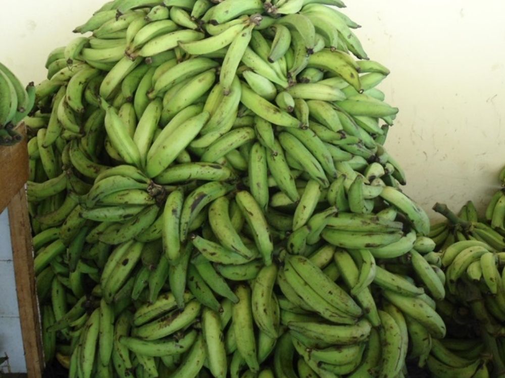 Comercialização de banana avança na Ceasa de Rio Branco com alta de 65% em relação a 2024