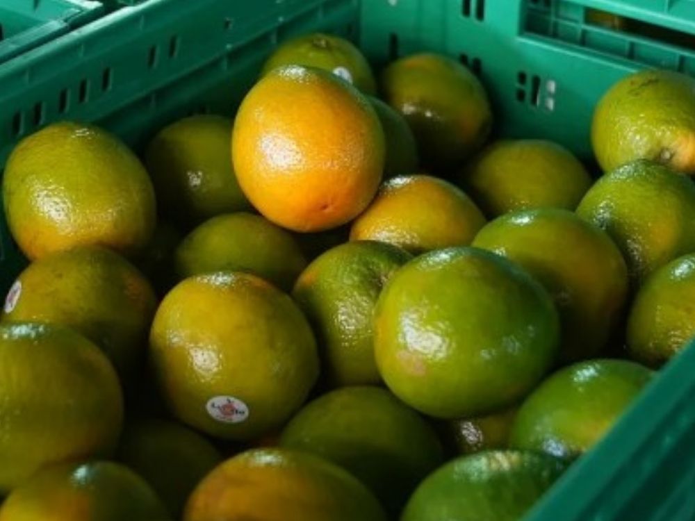 Desvalorização amarga: preço da laranja cai mais de 10% em Rio Branco