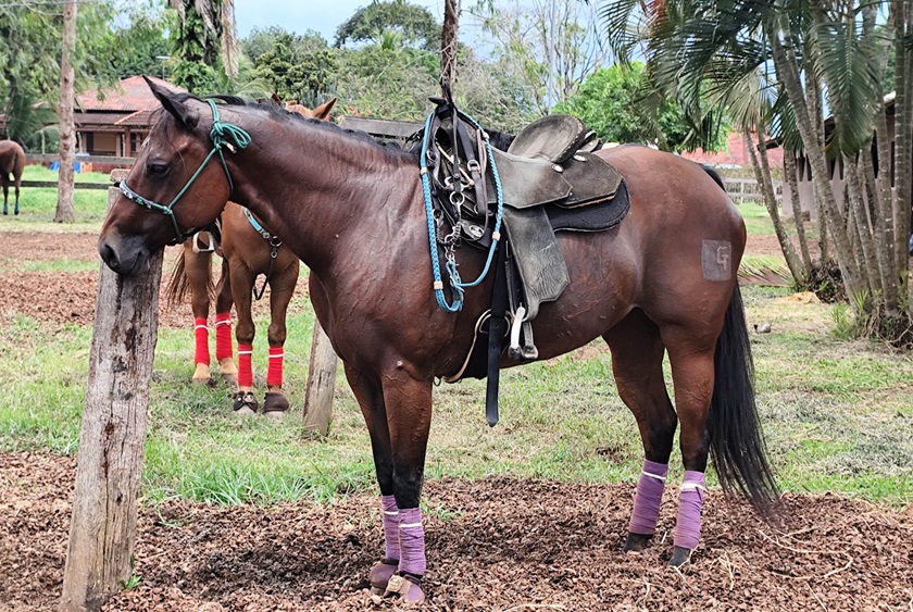 Ranking: Acre tem mais cavalos que Sergipe, Rio Grande do Norte, Amapá e Santa Catarina