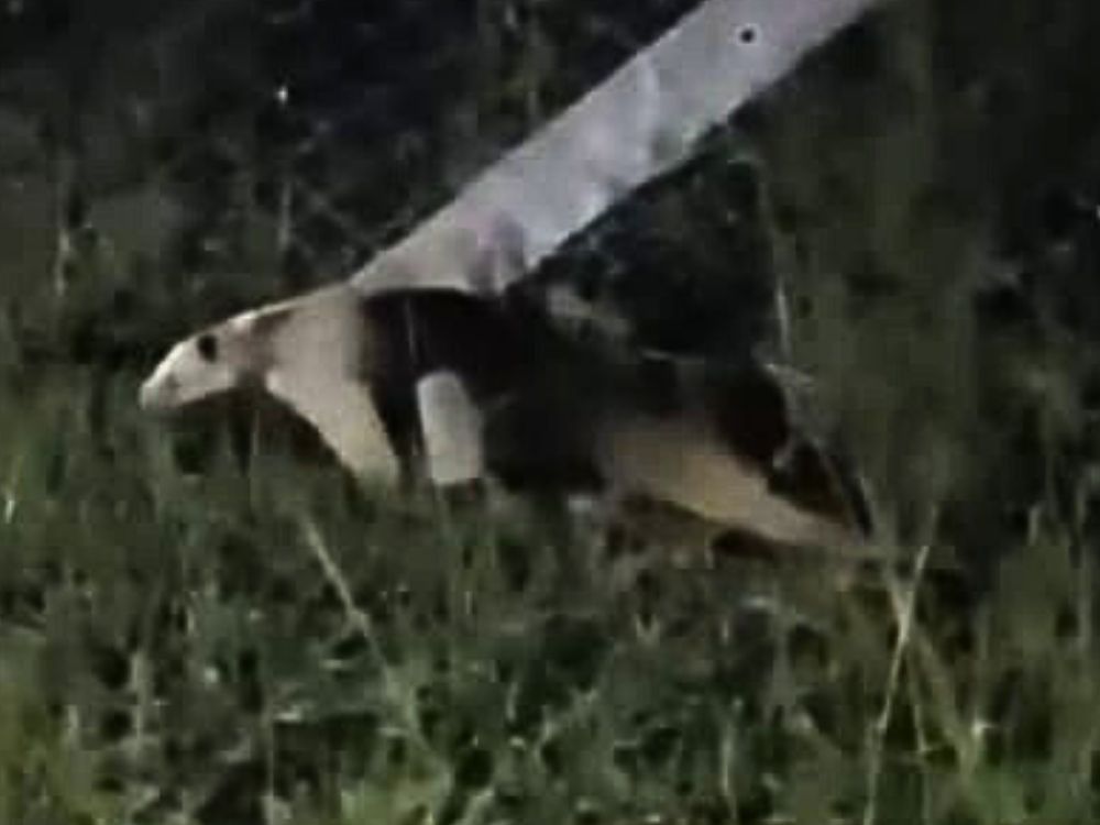 Vídeo: Tamanduá-mirim é flagrado “de folga” em calçada de área militar em Epitaciolândia