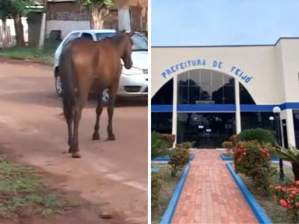 Prefeitura do interior ‘declara guerra’ contra cavalos soltos nas ruas e dá prazo para donos agirem